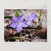 Periwinkle Flowers Briefkaart (Voorkant)