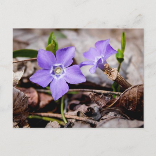 Periwinkle Flowers Briefkaart (Voorkant)