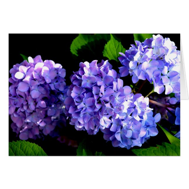 Periwinkle hydrangeas paardenbloemen blauwe bloeme (Voorkant Horizontaal)