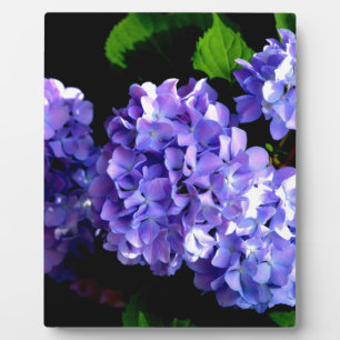 Periwinkle hydrangeas paardenbloemen blauwe bloeme fotoplaat