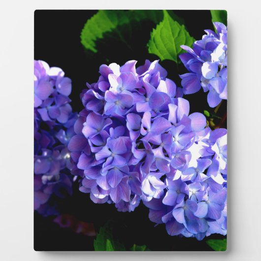 Periwinkle hydrangeas paardenbloemen blauwe bloeme fotoplaat (Voorkant)