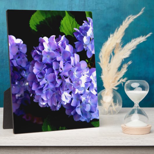 Periwinkle hydrangeas paardenbloemen blauwe bloeme fotoplaat (Zijkant)
