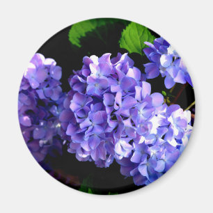 Periwinkle hydrangeas paarse blauwe bloem magneet