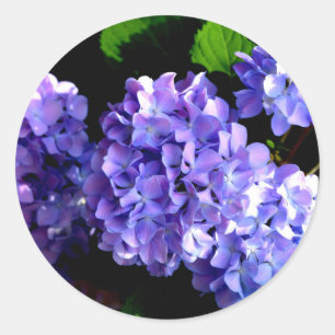 Periwinkle hydrangeas paarse blauwe bloem ronde sticker