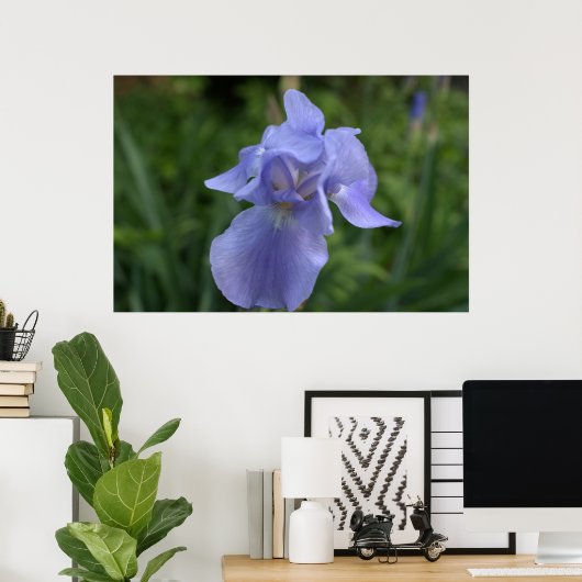  Periwinkle Iris Flower Poster (Thuiskantoor)