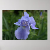Periwinkle Iris Flower Poster (Voorkant)
