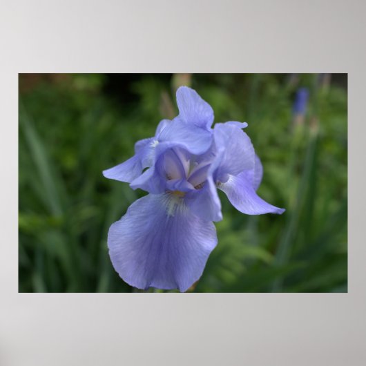  Periwinkle Iris Flower Poster (Voorkant)
