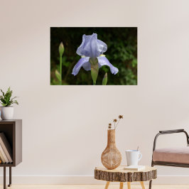 Periwinkle Iris met Raindrops Garden Poster
