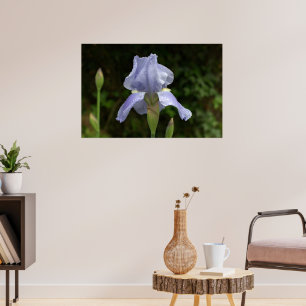 Periwinkle Iris met Raindrops Garden Poster