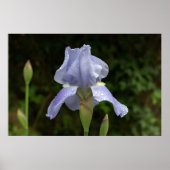 Periwinkle Iris met Raindrops Garden Poster (Voorkant)
