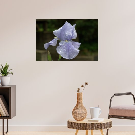 Periwinkle Iris met regendruppels Poster (Woonkamer 3)