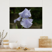 Periwinkle Iris met regendruppels Poster (Keuken)