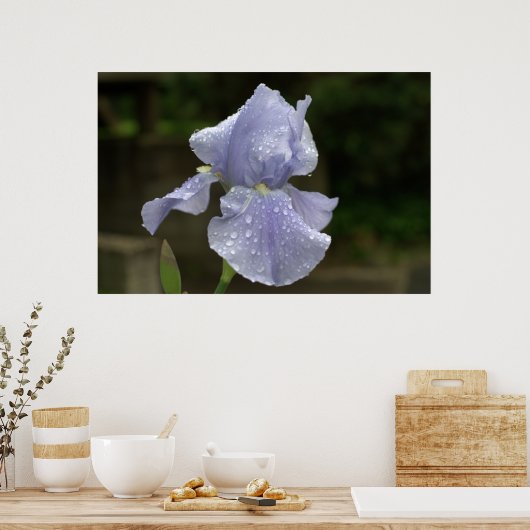 Periwinkle Iris met regendruppels Poster (Keuken)