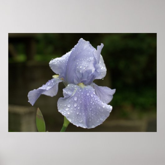Periwinkle Iris met regendruppels Poster (Voorkant)