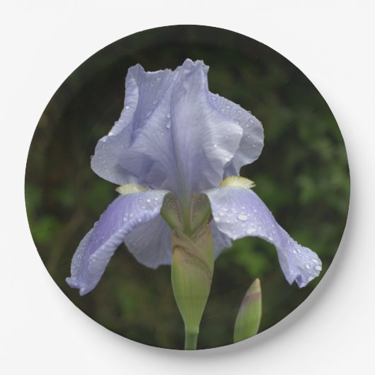Periwinkle Iris Petals Regendruppels Papieren Bordje (Voorkant)