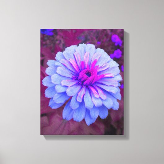 Periwinkle N Pink Zinnia Wrapped Canvas Afdruk (Voorkant)