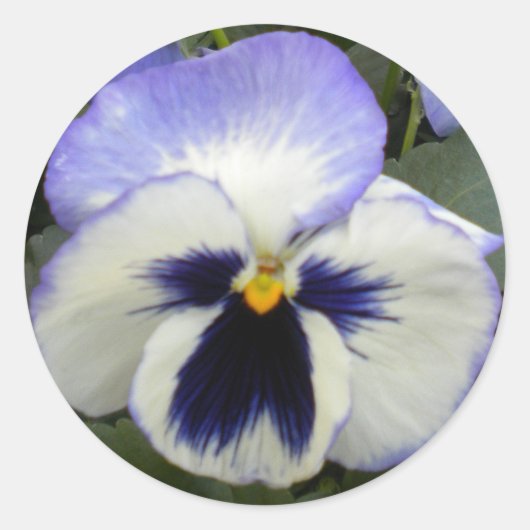 Periwinkle Pansy Stickers (Voorkant)