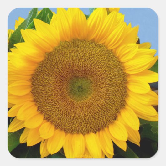 Perky Sunflower Vierkante Sticker (Voorkant)