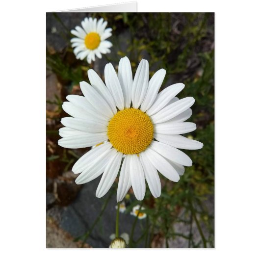 Perky White Daisy Flower Blank Kaart (Voorkant)