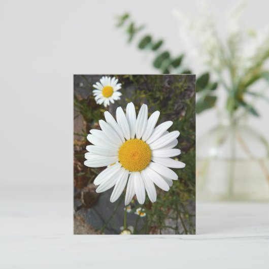 Perky White Daisy Flower Briefkaart (Staand voorkant)