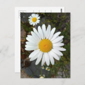 Perky White Daisy Flower Briefkaart (Voorkant / Achterkant)