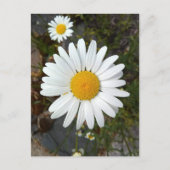 Perky White Daisy Flower Briefkaart (Voorkant)