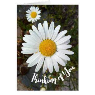 Perky White Daisy Flower Denken aan jou Kaart