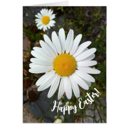 Perky White Daisy Flower Easter Kaart
