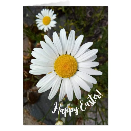 Perky White Daisy Flower Easter Kaart (Voorkant)