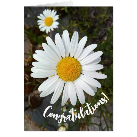 Perky White Daisy Flower Gefeliciteerd Kaart (Voorkant)