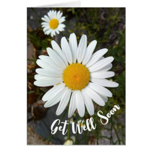 Perky White Daisy Flower Get Well Soon Kaart