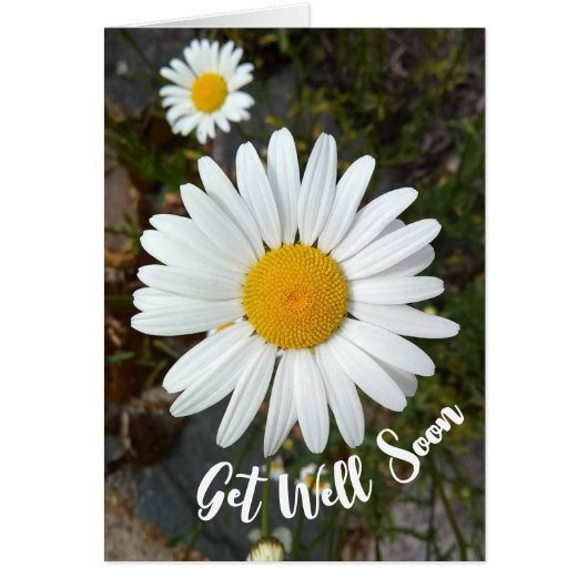 Perky White Daisy Flower Get Well Soon Kaart (Voorkant)