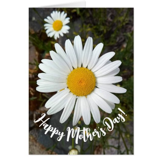 Perky White Daisy Flower Moederdag Kaart (Voorkant)