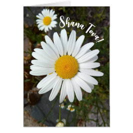 Perky White Daisy Flower Rosh Hashanah Kaart