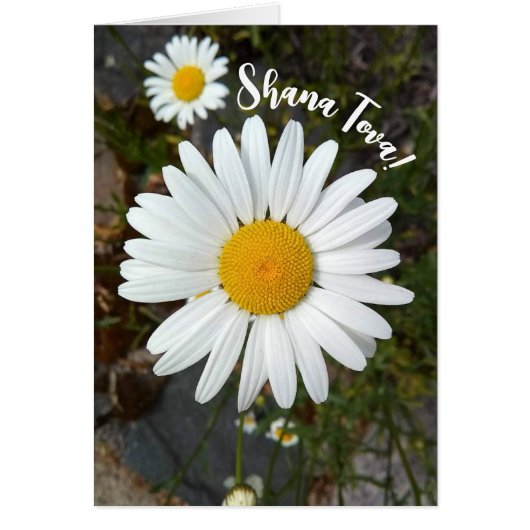 Perky White Daisy Flower Rosh Hashanah Kaart (Voorkant)