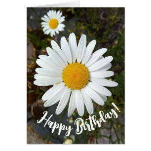 Perky White Daisy Flower Verjaardag Kaart