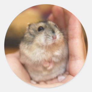 Permanent Baby Hamster Ronde Sticker
