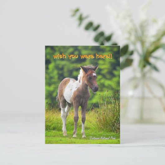 Permanent Dartmoor Pony Foal briefkaart (Staand voorkant)