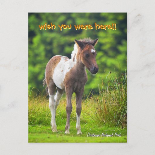 Permanent Dartmoor Pony Foal briefkaart (Voorkant)