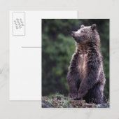 Permanent Grizzly-Beer Briefkaart (Voorkant / Achterkant)