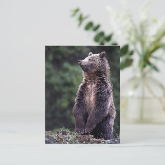 Permanent Grizzly-Beer Briefkaart (Staand voorkant)