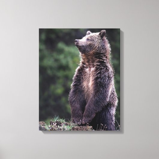Permanent Grizzly-Beer Canvas Afdruk (Voorkant)