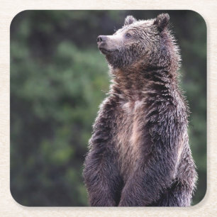 Permanent Grizzly-Beer Kartonnen Onderzetters