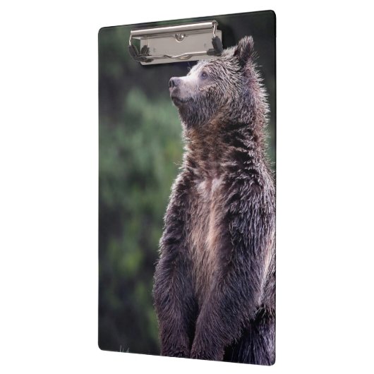 Permanent Grizzly-Beer Klembord (Links)