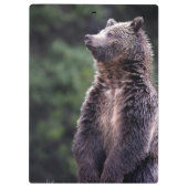 Permanent Grizzly-Beer Klembord (Achterkant)