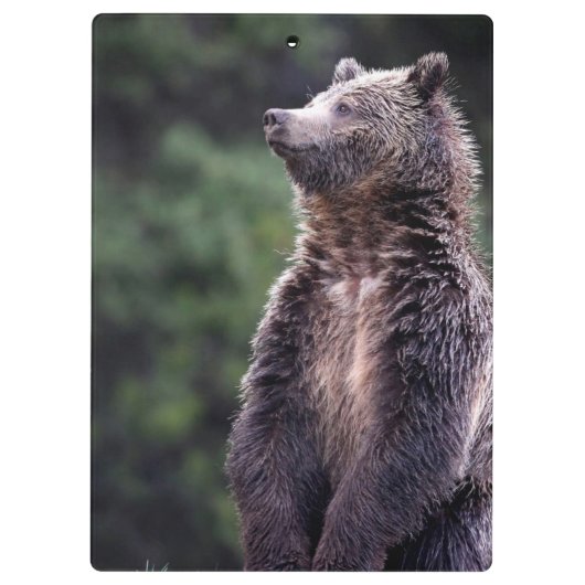 Permanent Grizzly-Beer Klembord (Achterkant)