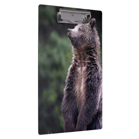 Permanent Grizzly-Beer Klembord (Rechts)