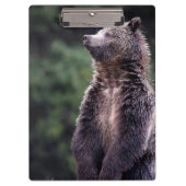 Permanent Grizzly-Beer Klembord (Voorkant)