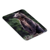 Permanent Grizzly-Beer Magneet (Rechterzijde)
