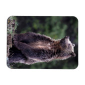 Permanent Grizzly-Beer Magneet (Horizontaal)